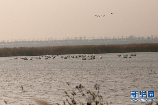 Beidagang has wealth of migratory birds