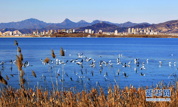 Yuqiao Reservoir welcomes a winter bird dance