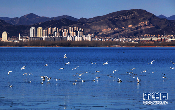 Yuqiao Reservoir welcomes a winter bird dance