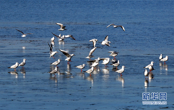 Yuqiao Reservoir welcomes a winter bird dance