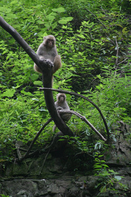 Three Gorges Household