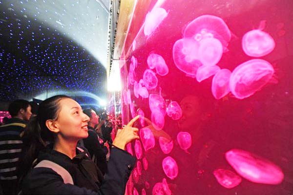 Jellyfish to be available as pets