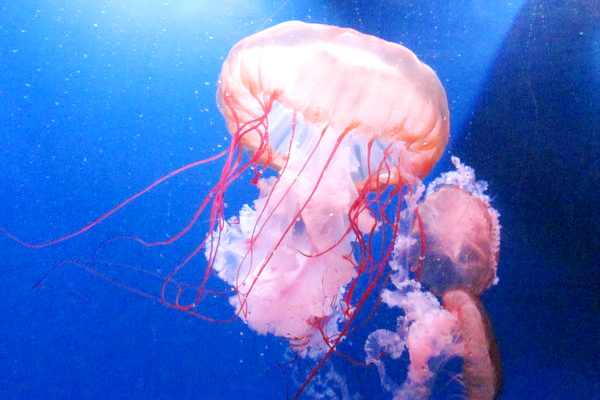 Jellyfish to be available as pets
