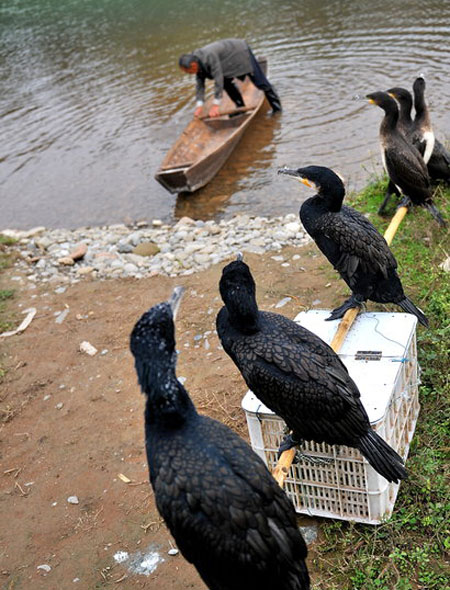 Fishing with cormorants in Hubei