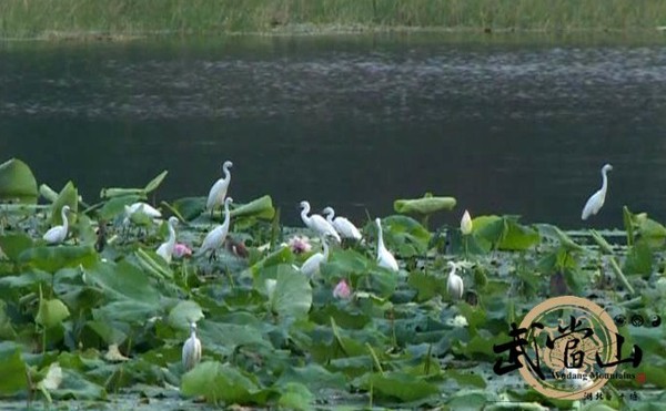 White egrets gather in Wudang wetland park