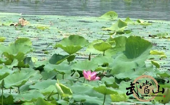 White egrets gather in Wudang wetland park