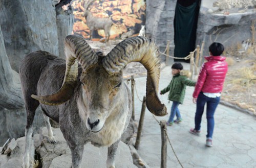 Wild animal specimen museum opens in Karamay