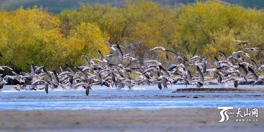 Migrating cranes enliven Xinjiang