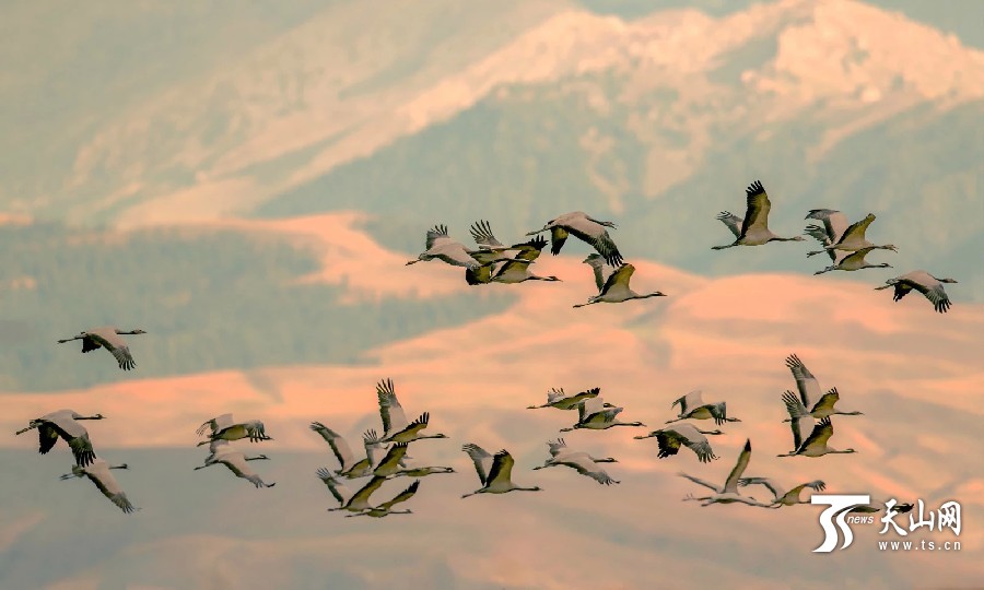 Migrating cranes enliven Xinjiang