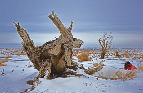 Euphrates poplar popular with photographers