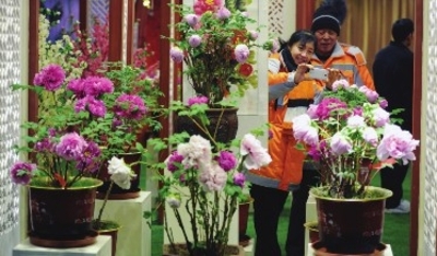 Peonies add color and fragrance to Urumqi winter