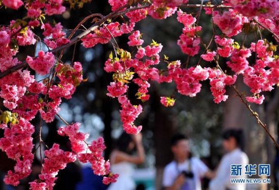 Cherry Blossom Festival opens in Kunming