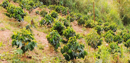 Planting coffee in Laos