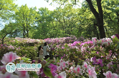 Azaleas blooming in Heilongtan Park