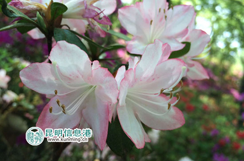 Azaleas blooming in Heilongtan Park