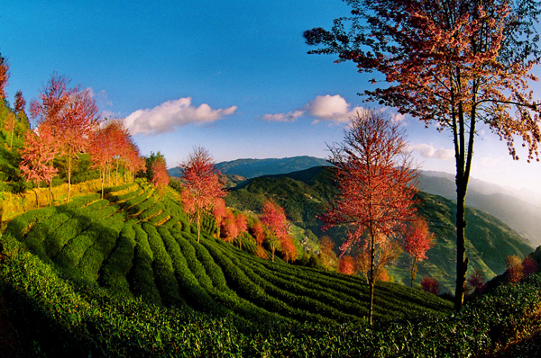 Holy land of tea