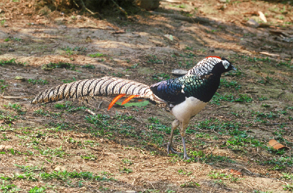 Biodiversity in Pu'er