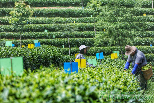 Consumer demand increases Pu'er organic tea products
