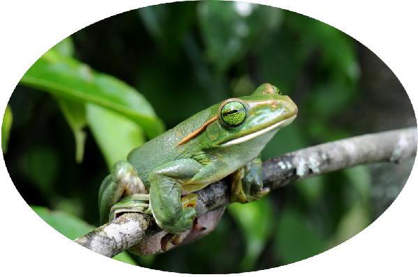 Biodiversity in Pu'er