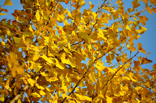 Resplendent autumn of Zhouzhuang