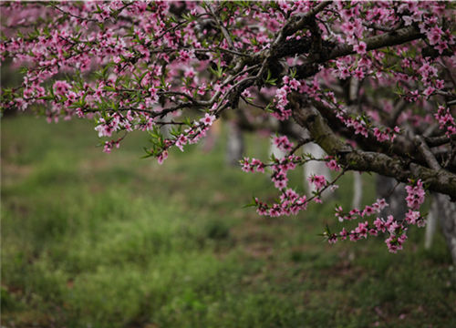 Savor a slower pace of rural life in Qibang village