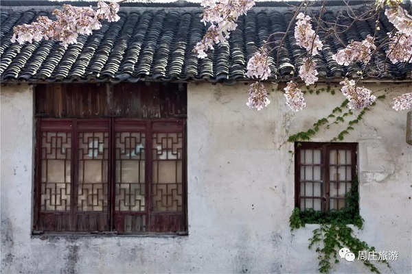 Paulownia flowers add color to Zhouzhuang in late spring