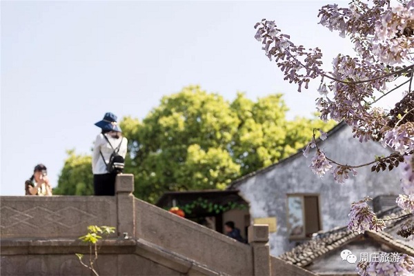 Paulownia flowers add color to Zhouzhuang in late spring