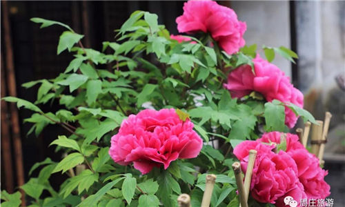 Peony blossoms boom in Zhouzhuang