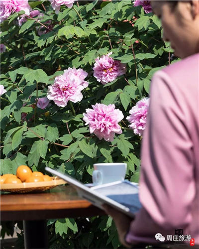 Peony blossoms boom in Zhouzhuang