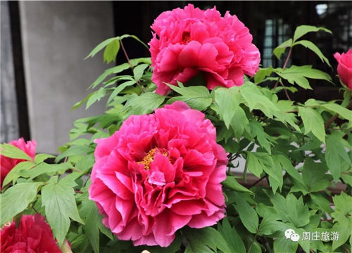 Peony blossoms boom in Zhouzhuang