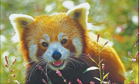 The little red panda who could ... almost