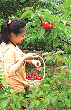 Summer life is a bowl of cherries