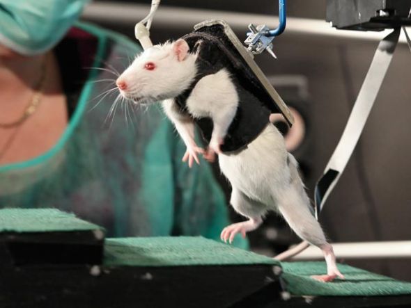 Paralyzed rats run again<BR>铁'马甲'助瘫鼠行走(图)