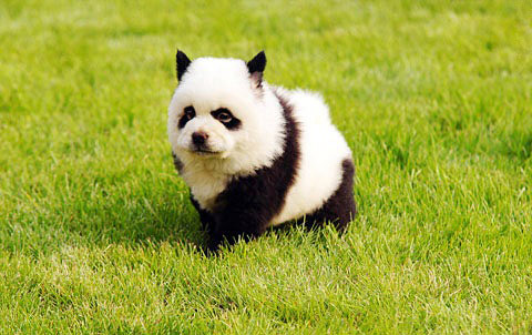 Panda dog hot in China<BR>'熊猫狗'成国人新宠(图)