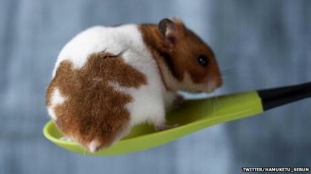 Hamster bottoms become a hit<BR>'仓屁'写真风靡日本(图)