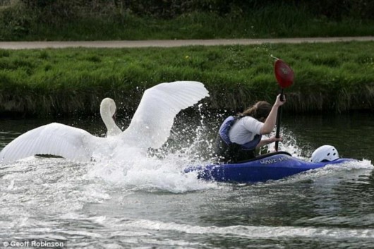 Vicious swan terrorizes rowers<BR>暴躁天鹅剑桥袭客(图)