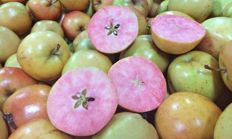 New pink apple variety<BR>英超市现奇葩粉苹果(图)