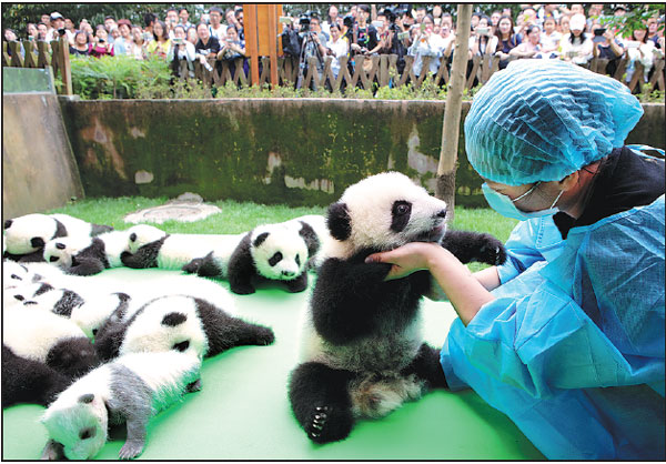 Panda twins mean double delight for tourists