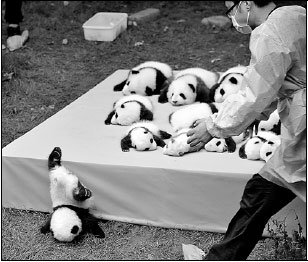 Captive panda cubs to be released into wild