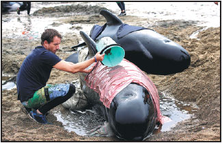 Hundreds of dead whales pose safety risk