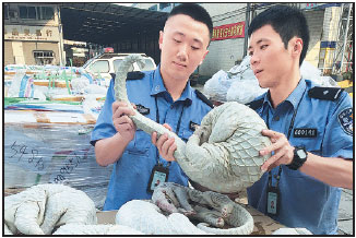 Scientists striving to save rare pangolins