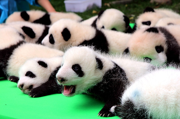 Preserving panda shifts to quality over quantity