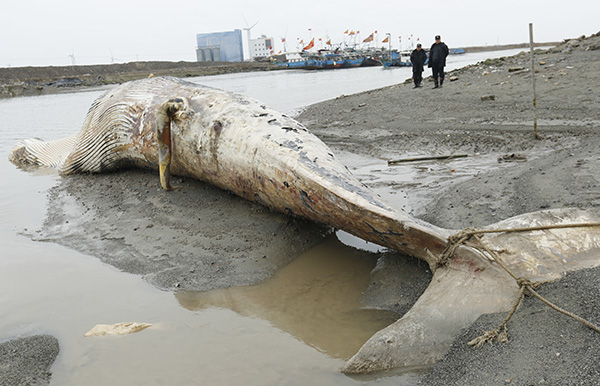 Dead whale had its pectoral fin severed