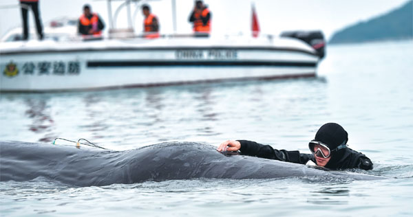 Stranded sperm whale met tragic fate