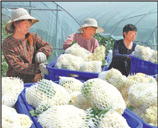 Manure to resume its former glory as fertilizer in new plan