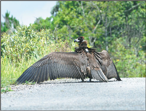 High hopes for happy end to vulture's journey