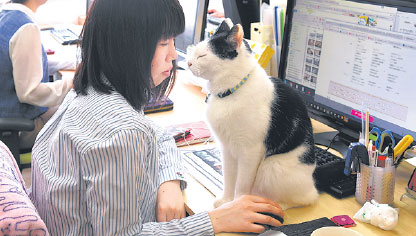 Feline good: Company employs cats to counter staff stress