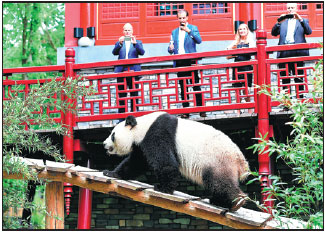 Regal giant pandas greet their subjects