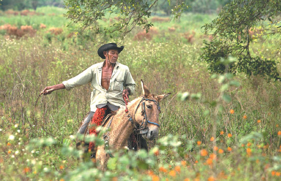 Cowboys thrive in Brazil's wetlands