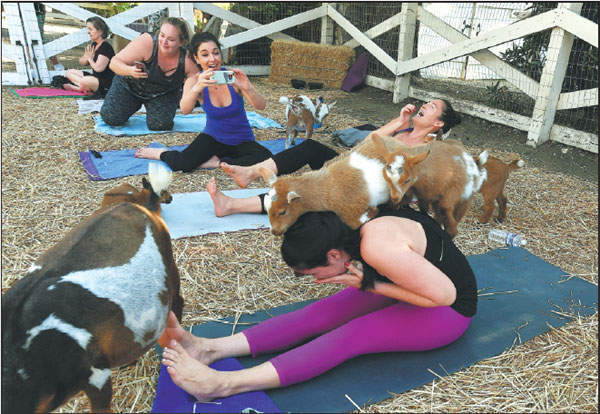 Yoga with goats craze takes off in US